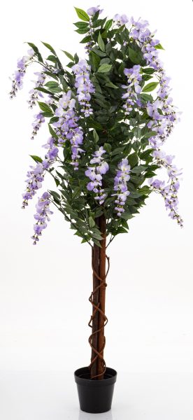 Drzewko Dekoracyjne Wisteria
