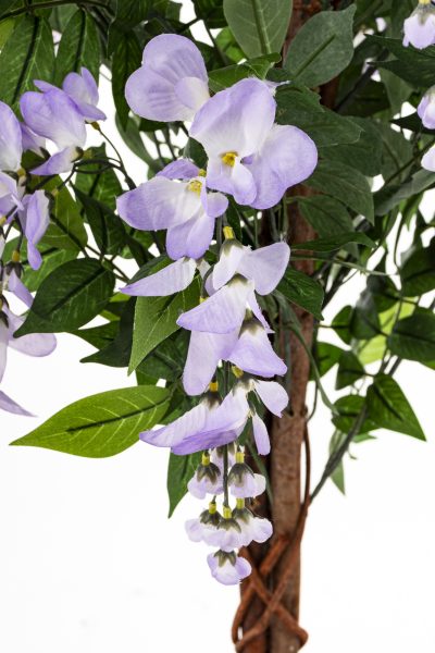 Drzewko Dekoracyjne Wisteria