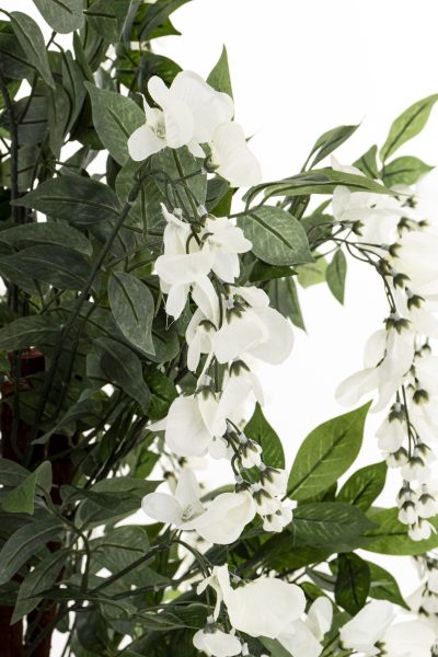 Drzewko Dekoracyjne Wisteria