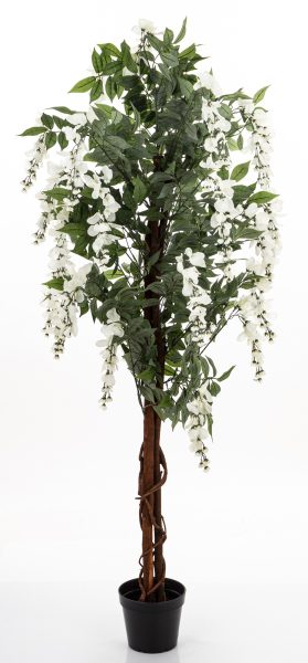Drzewko Dekoracyjne Wisteria