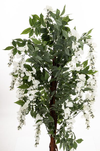 Drzewko Dekoracyjne Wisteria