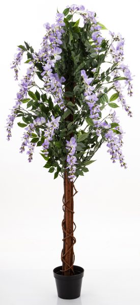 Drzewko Dekoracyjne Wisteria