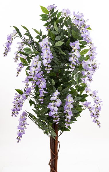 Drzewko Dekoracyjne Wisteria
