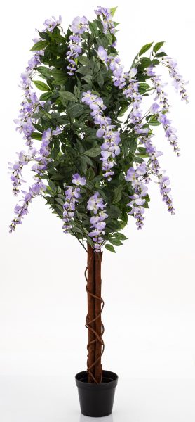Drzewko Dekoracyjne Wisteria