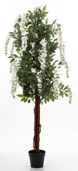 Drzewko Dekoracyjne Wisteria