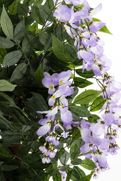 Drzewko Dekoracyjne Wisteria