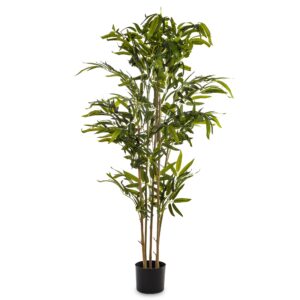 Roślina Dekoracyjna Bambus