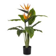 Roślina Dekoracyjna Sterlicja