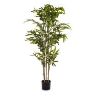 Roślina Dekoracyjna Bambus