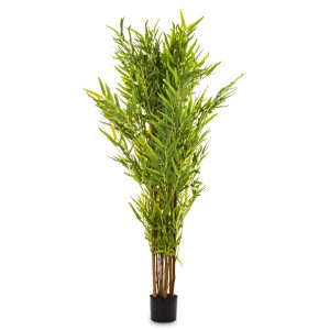 Roślina Dekoracyjna Bambus