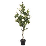 Roślina Dekoracyjna Róża