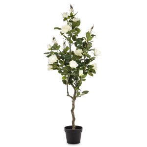 Roślina Dekoracyjna Róża