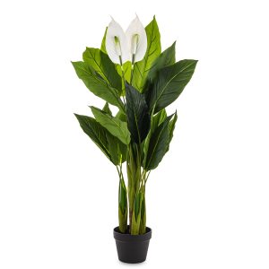 Roślina Dekoracyjna Skrzydłokwiat