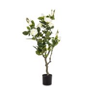 Roślina Dekoracyjna Róża