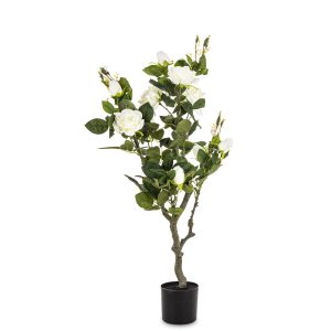 Roślina Dekoracyjna Róża