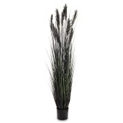 Roślina Dekoracyjna