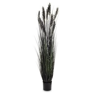 Roślina Dekoracyjna