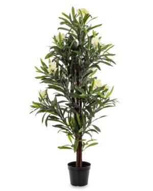 Roślina Dekoracyjna Oleander