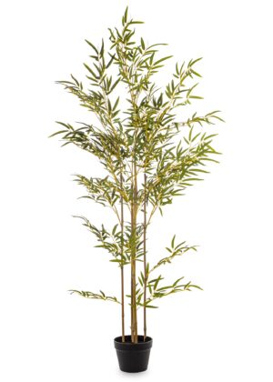 Roslina Dekoracyjna Bambus